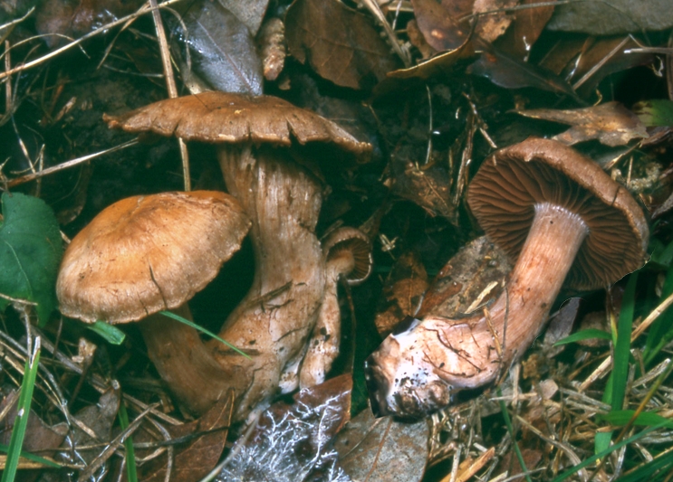 Cortinarius aprinus